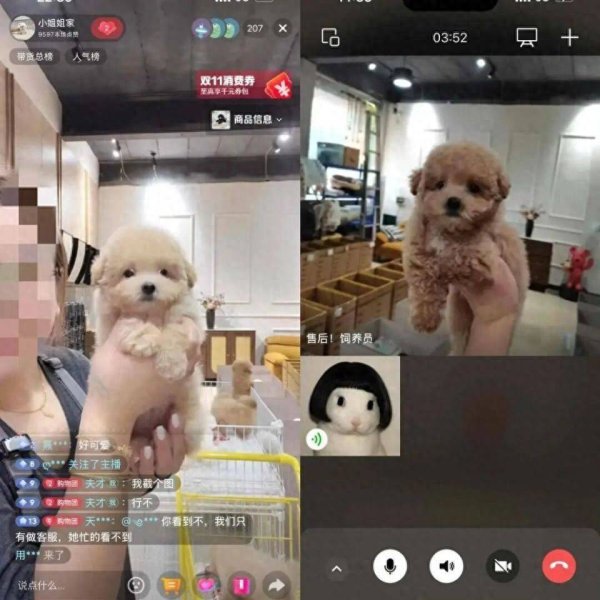 牛领策略 网购宠物犬有色差，女子退款后连续3天收到丧葬用品包裹